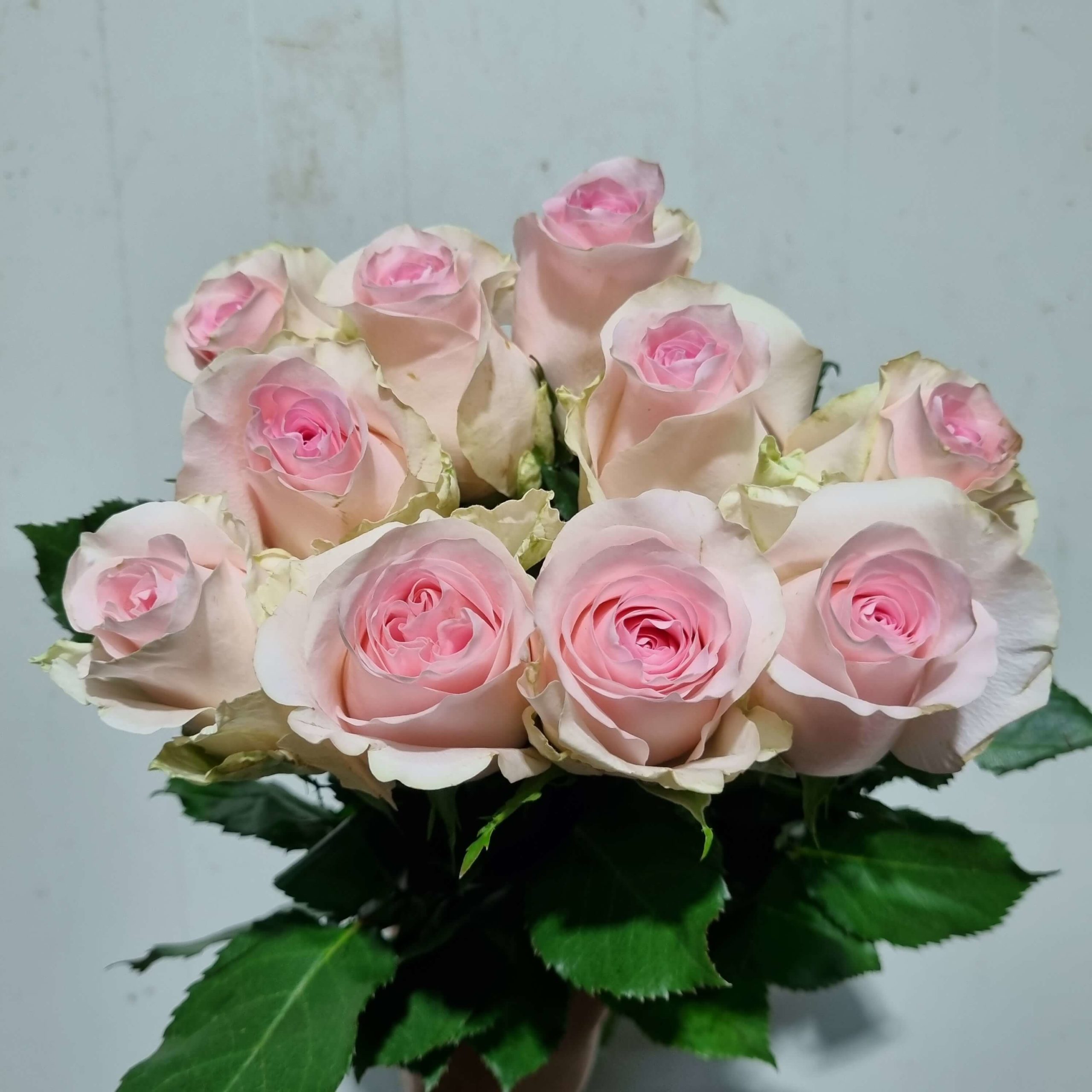 Rose Light pink – Kenya