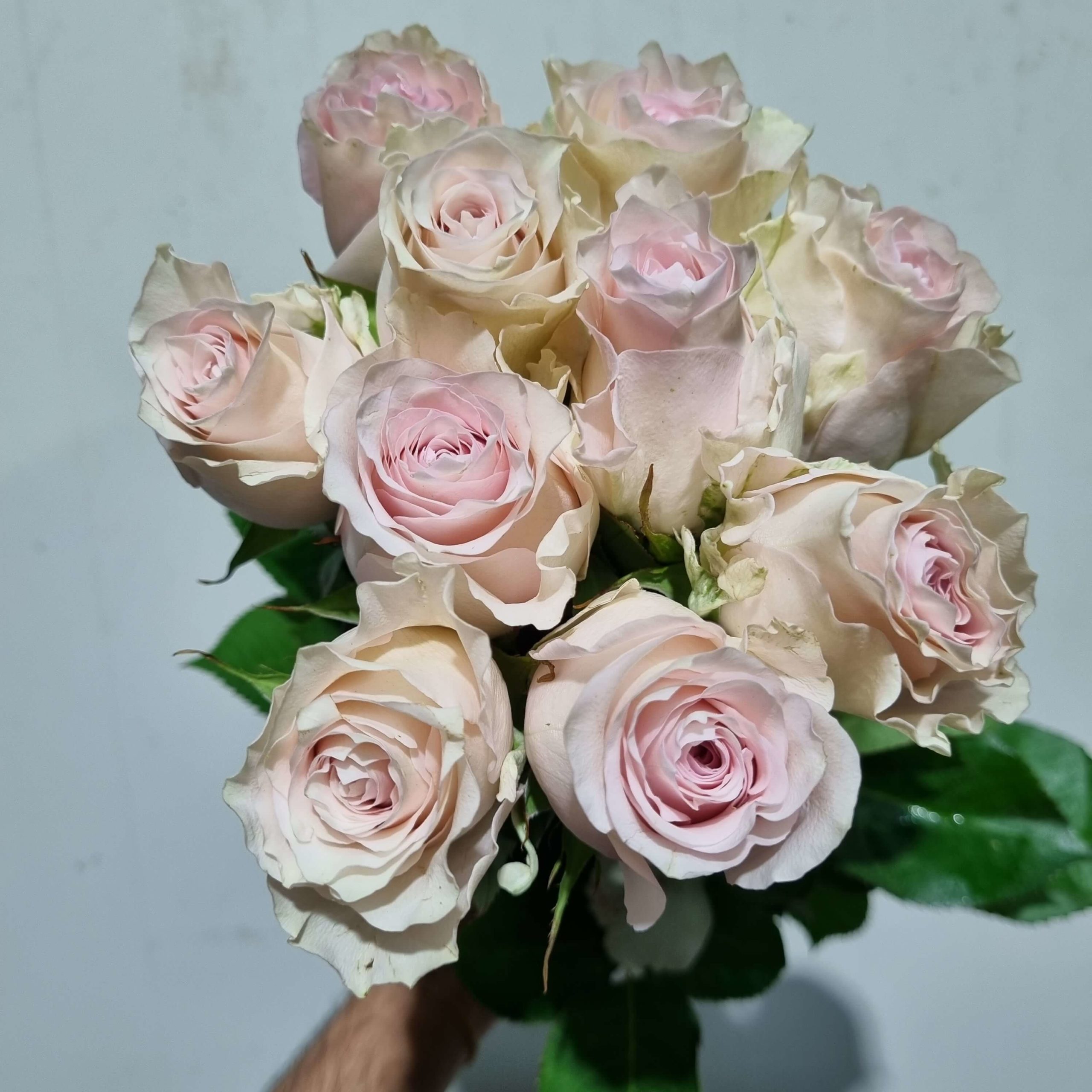 Rose Pale pink – Kenya