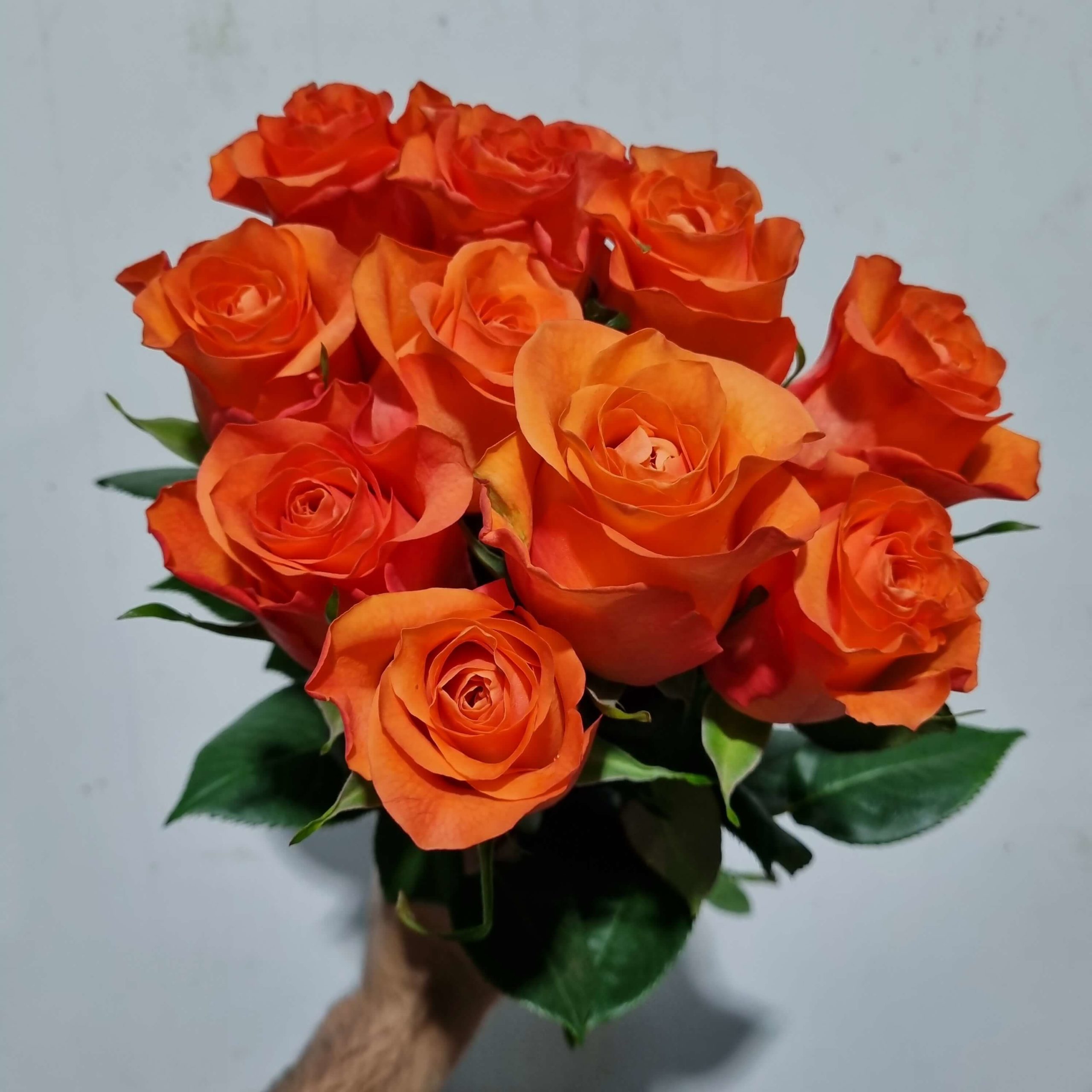 Rose Orange – Kenya