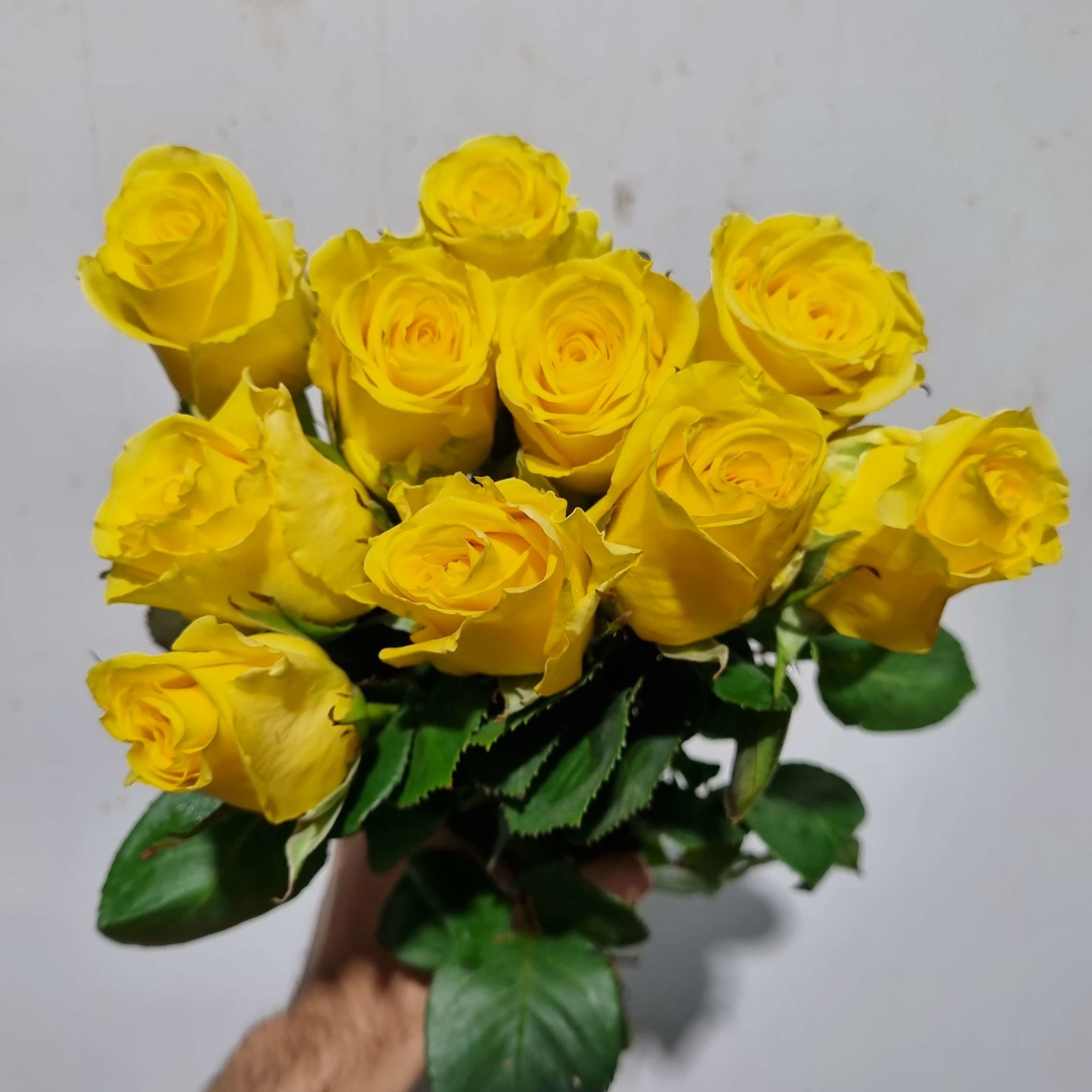 Rose Yellow – Kenya