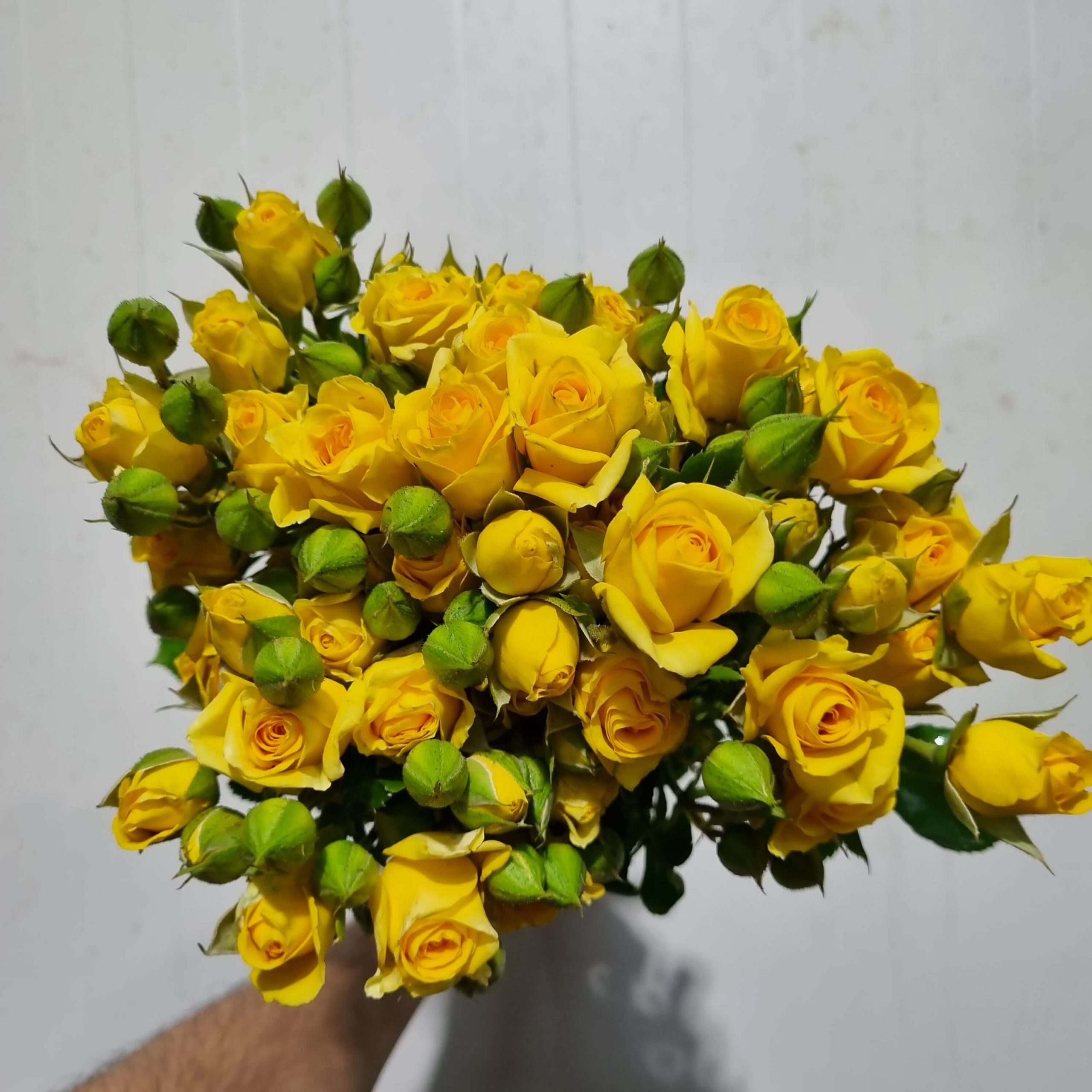 Rosespray Yellow – Kenya