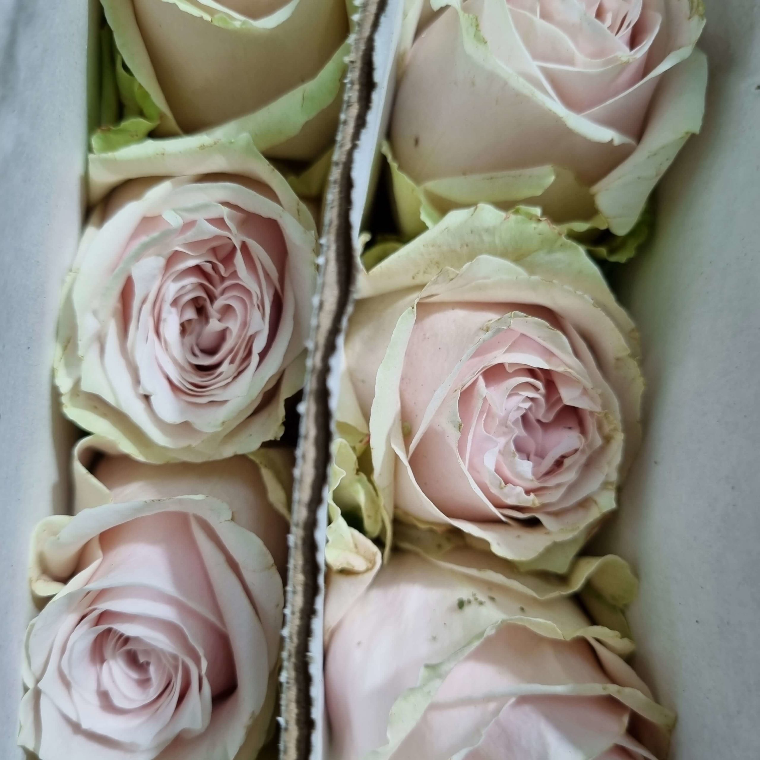 Rose soft pale pink – China