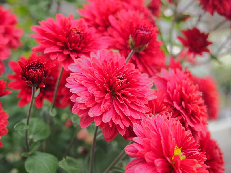 Red Flower