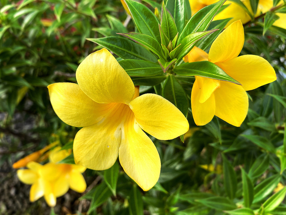 Yellow flower