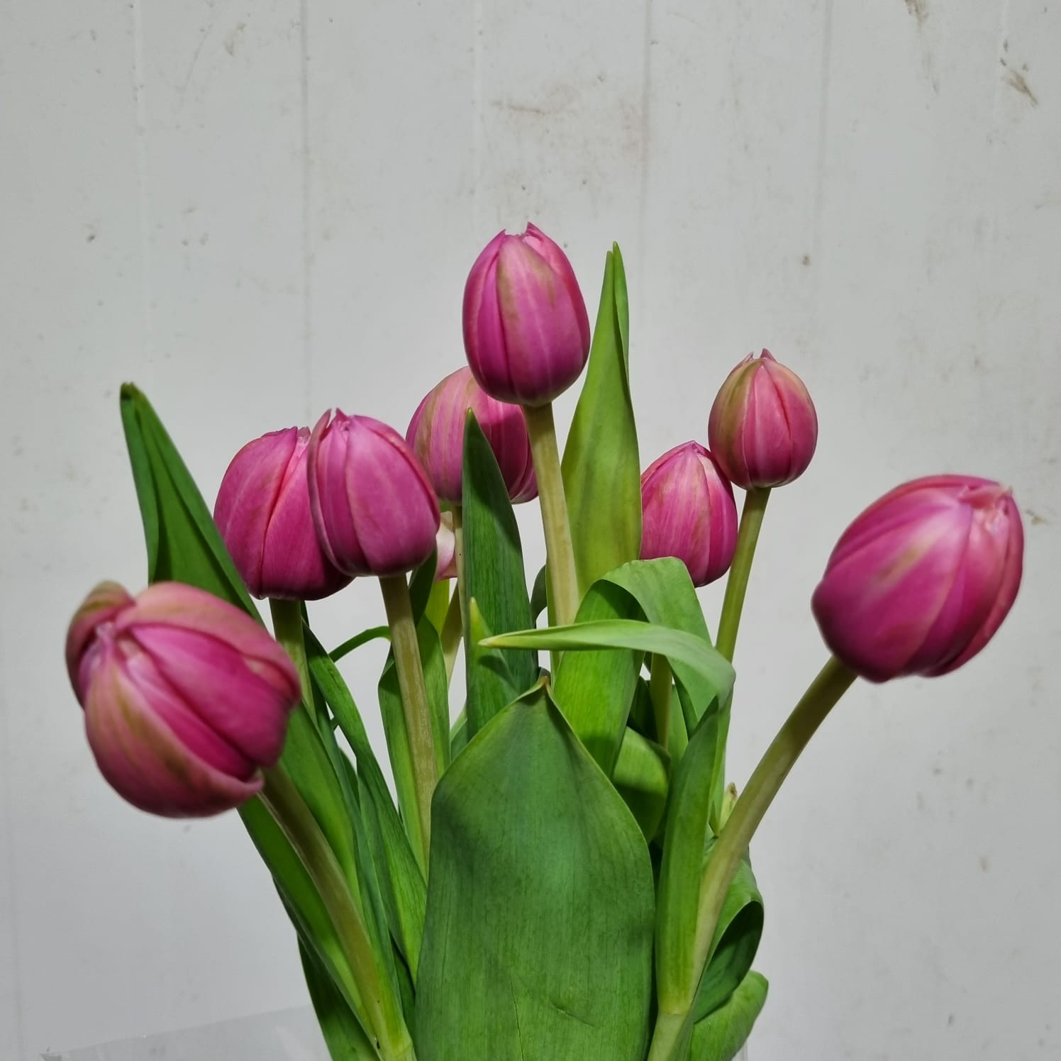 Tulip Double Hot Pink – Holland