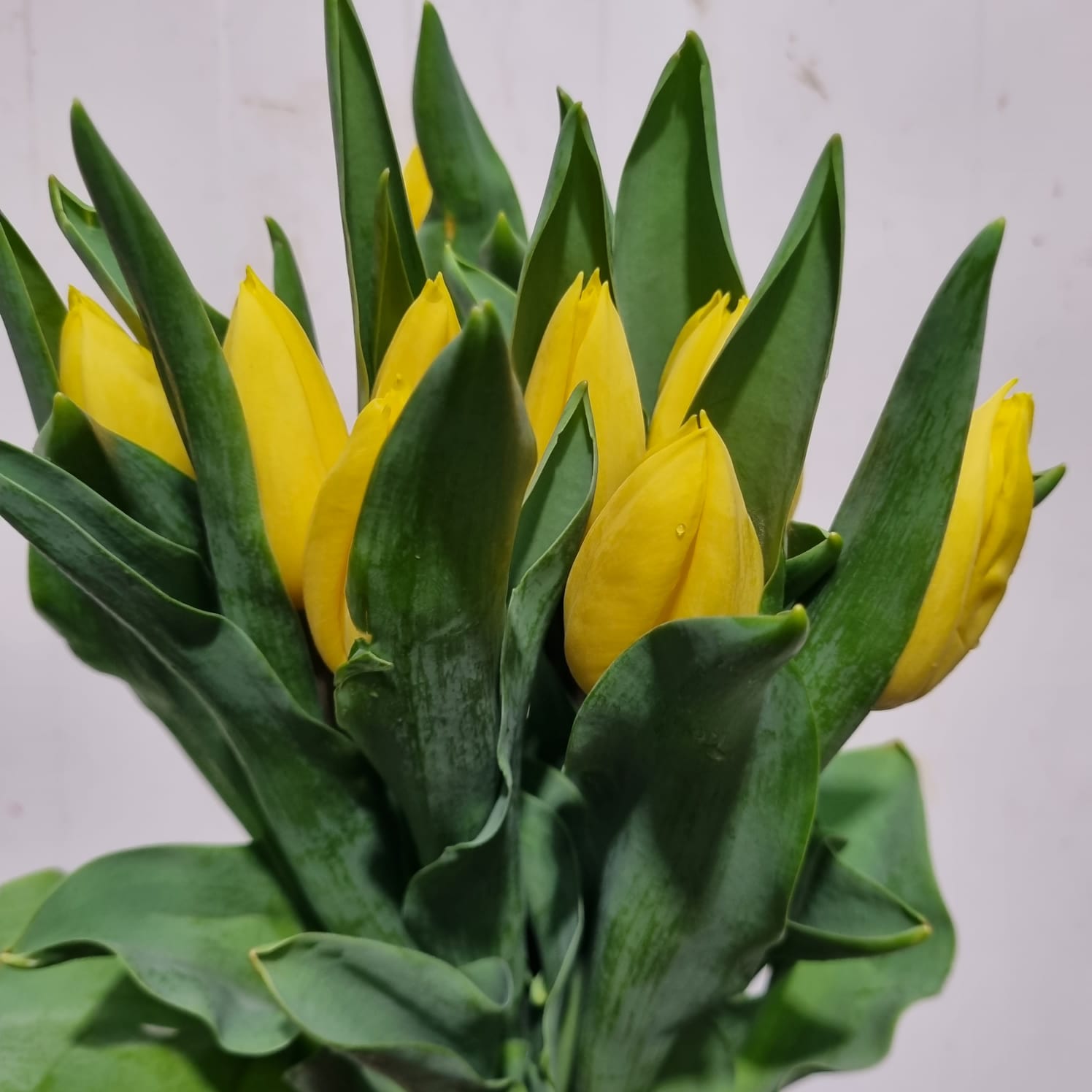 Tulip Yellow – Holland